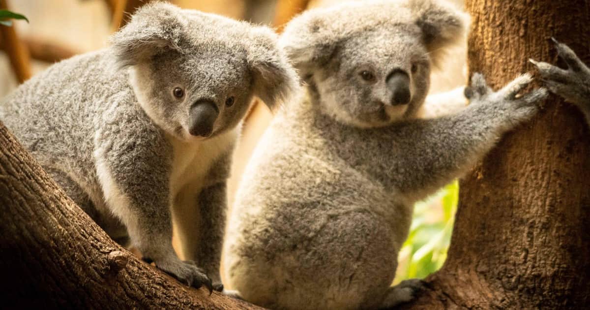 En 1994, compraron 3.500 acres para restaurar el menguante hábitat de los koalas, luego plantaron 44.000 árboles de eucalipto y agregaron 1.630 acres más
