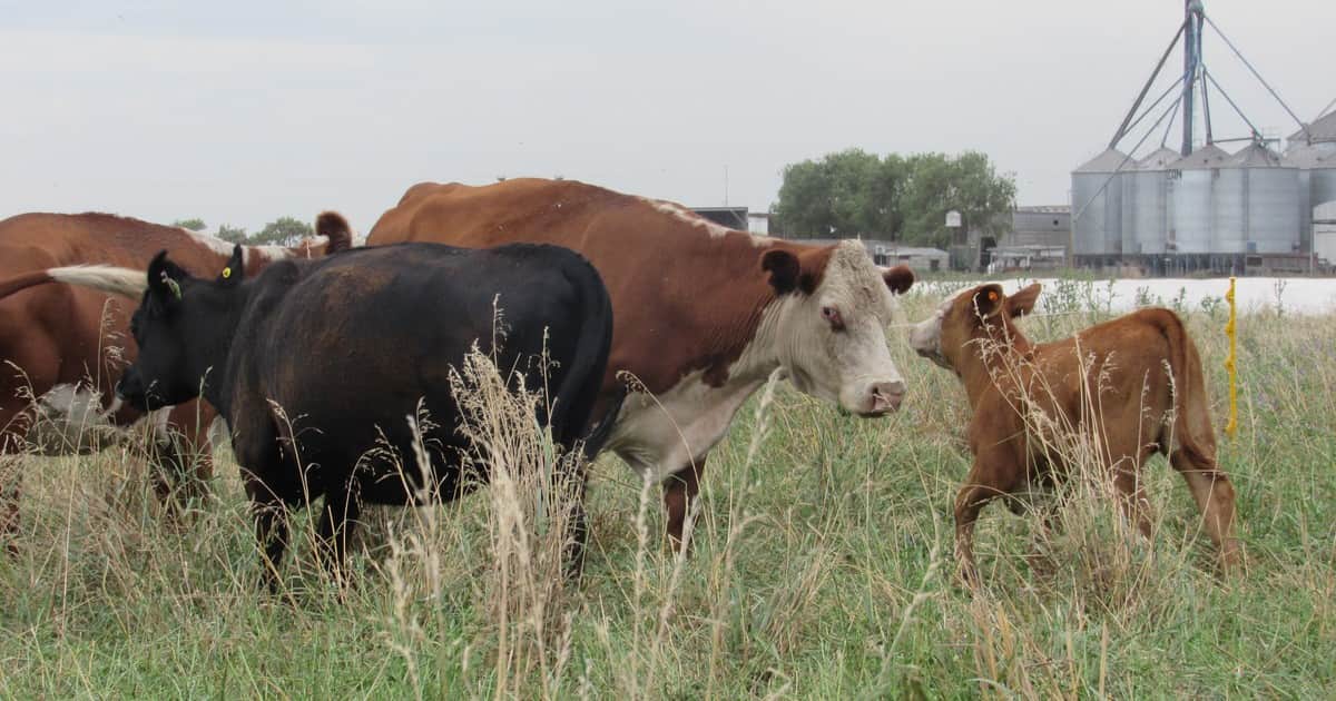 La faena de vacas se acerca a un nivel de equilibrio y la retención empieza a aparecer