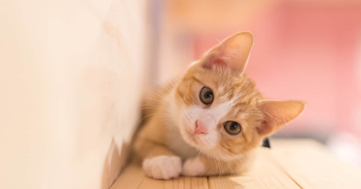 Expertos en comportamiento felino coinciden: "Si tu gato se esconde debajo de los muebles y te ataca por sorpresa al pasar, te está comunicando algo importante"