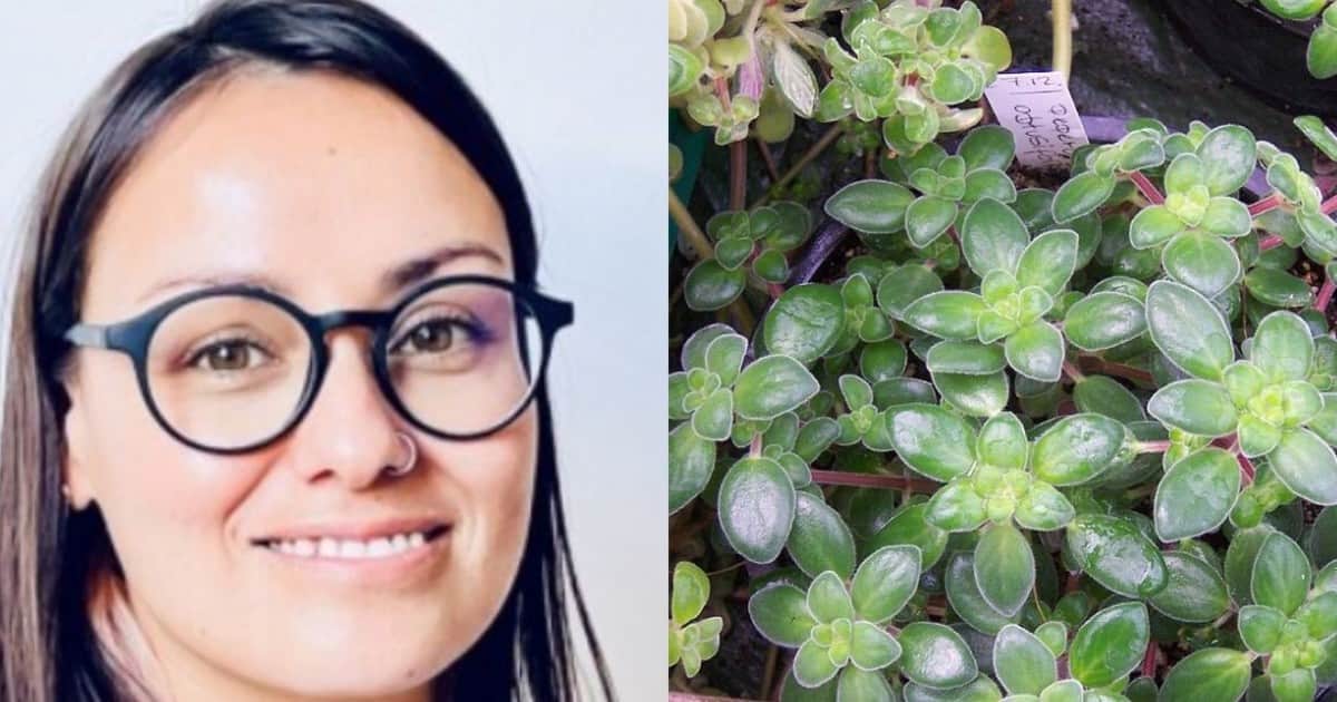 Maru Latournerie, florista española, sobre las mejores plantas para la cocina: "La peperomia y el aglaonema son ideales, ya que se adaptan bien a las variaciones de temperatura habituales"