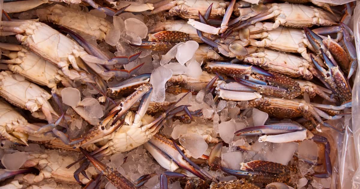 De desecho de mariscos a batería: transforman cáscaras de cangrejos y camarones en un gel capaz de almacenar energía