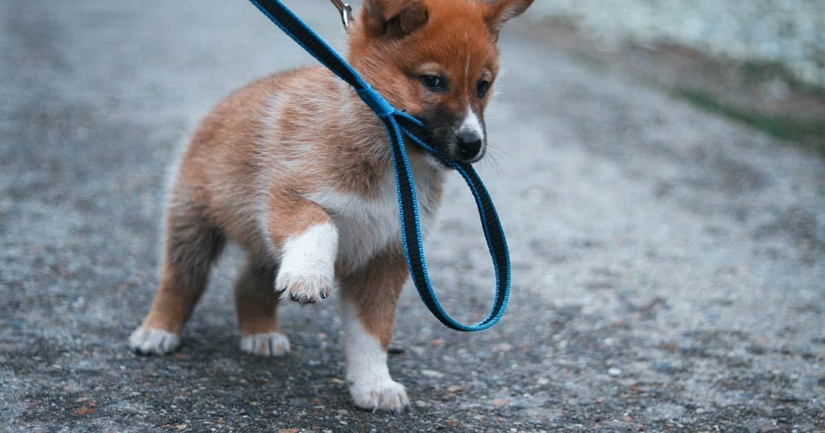Mariam Martínez, veterinaria experta en comportamiento animal: “Si no dejas que tu perro olfatee durante el paseo, es como llevarle a una biblioteca y prohibirle abrir los libros”
