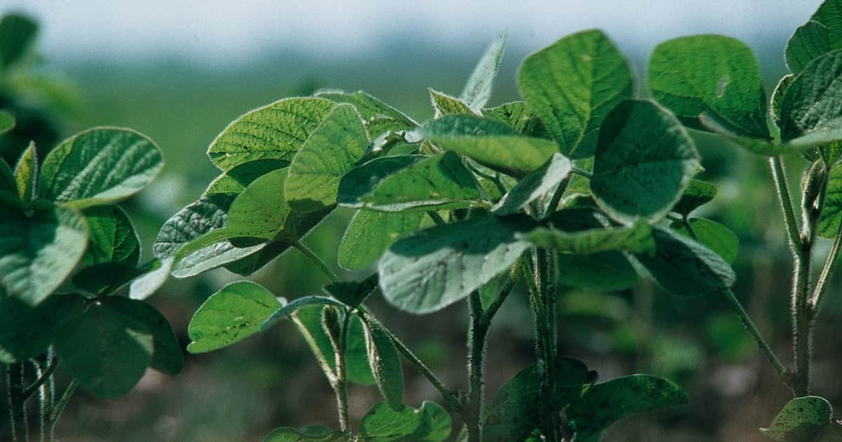 Soluciones fitosanitarias para el cultivo de soja en una campaña de alto potencial
