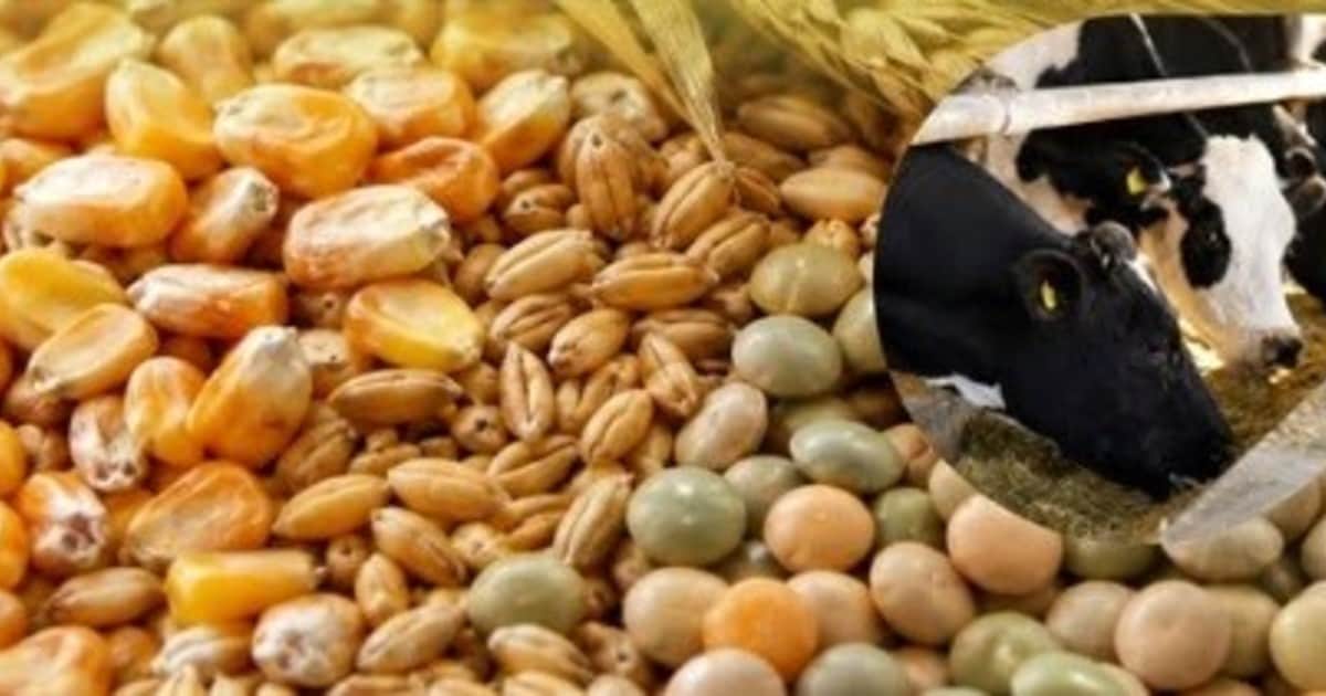 Estimulan la “Alimentación del Futuro” y se presentaron 135 proyectos