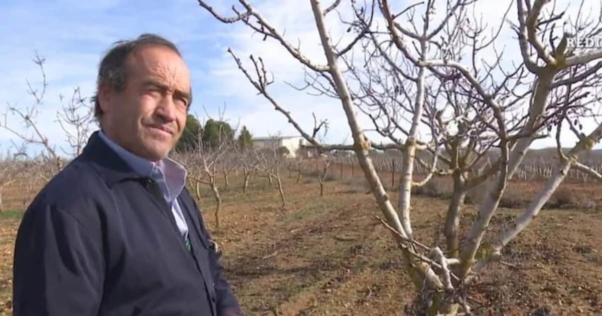 Juan José Chacón, productor agrario español en plena transformación: “Ganaba € 40.000 al año con el cultivo de cereales y olivo, ahora llego a los € 650.000 gracias al pistacho”