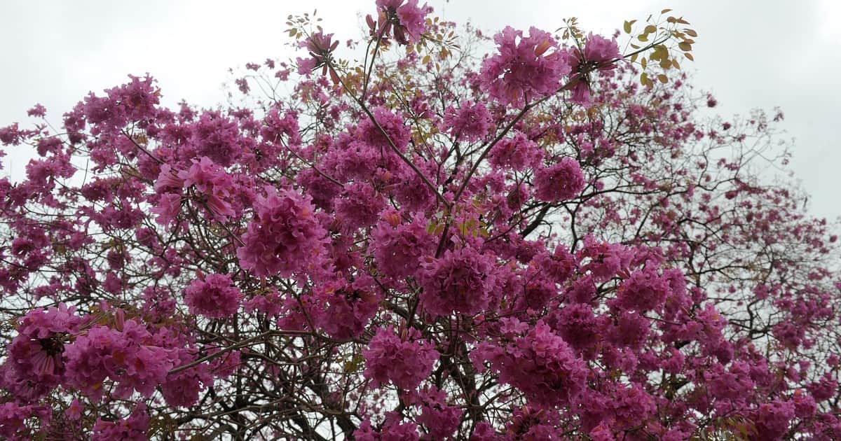 El árbol que florece sin hojas, se destaca por su resistencia y llena de color las calles de Buenos Aires