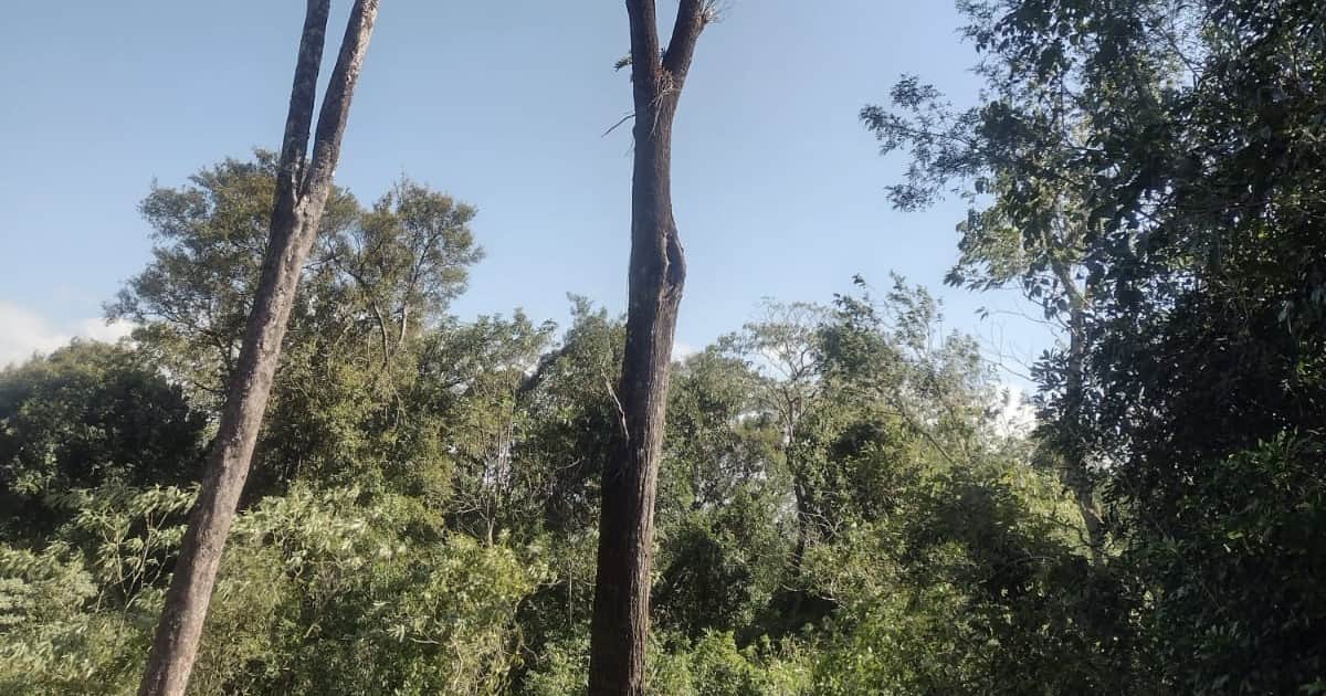 Tiene más de 250 años y mide 27 metros: el lapacho gigante que sorprende en Misiones