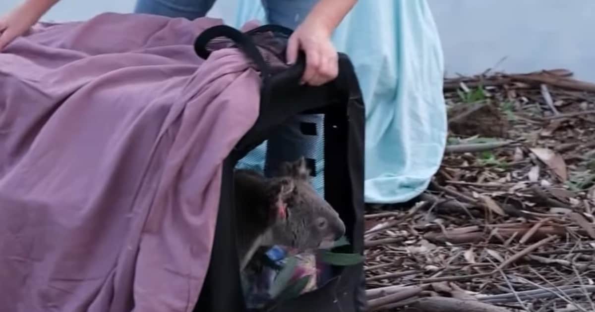 Tres koalas rescatados en mal estado volvieron a su hábitat natural tras casi seis meses de rehabilitación: "Fueron devueltos a su hogar, en la naturaleza"