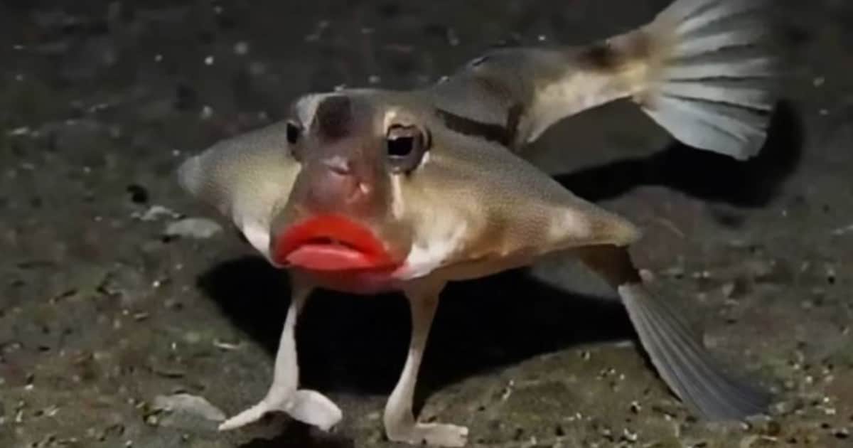 Filmaron en el fondo del mar a un raro grupo de peces con labios rojos y patas con las que caminan