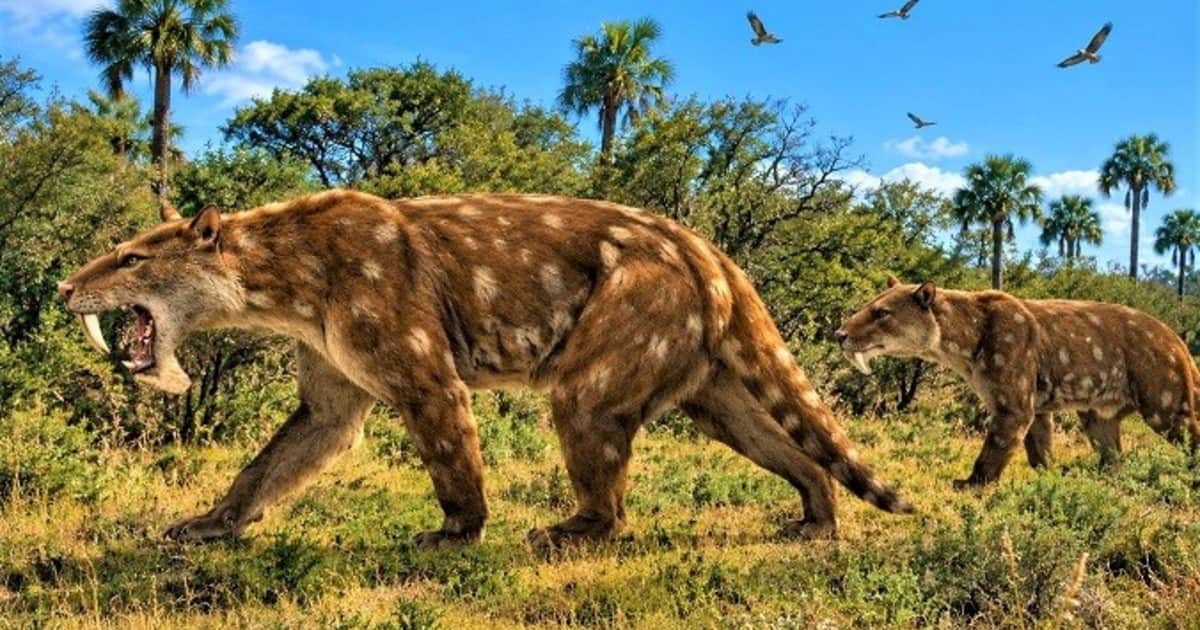 Descubrimiento histórico en Miramar: hallan una nueva especie fósil de un marsupial "dientes de sable" de hace 2 millones de años