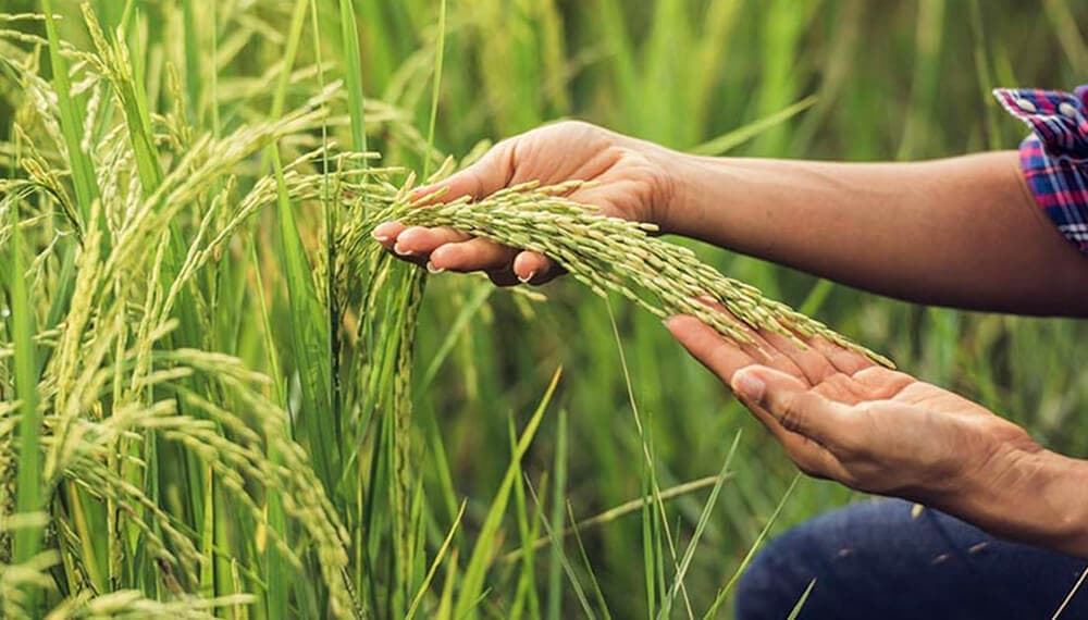 Arroz: Entre Ríos lanza su propio sello de calidad para impulsar el cultivo