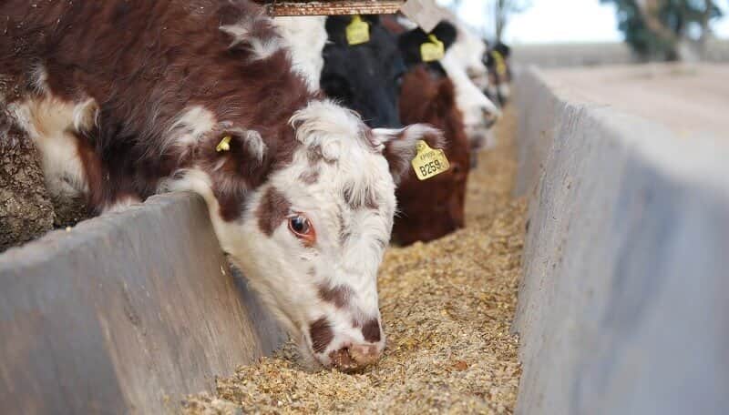 Las brechas productivas de la nutrición animal: el “potencial enorme” para crecer en la generación de proteínas