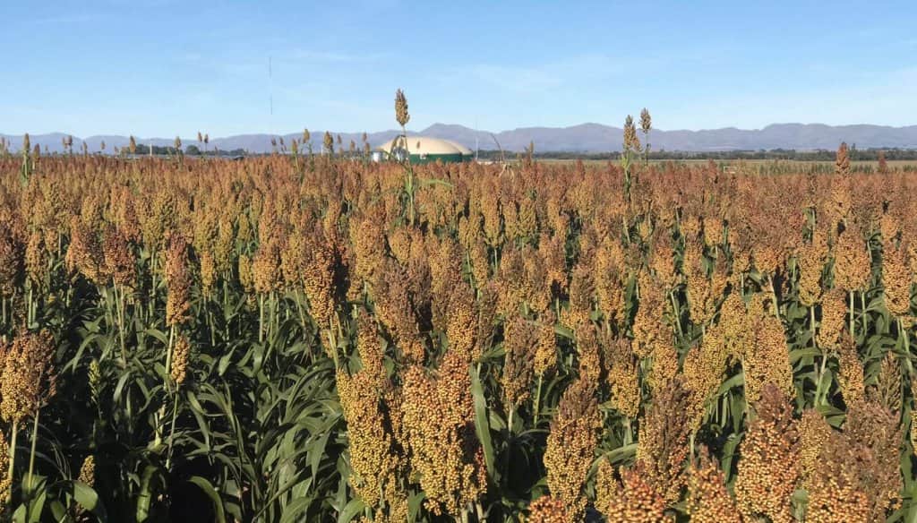 Incentivo para la siembra: con menor oferta global y demanda china activa, el sorgo tiene una gran oportunidad