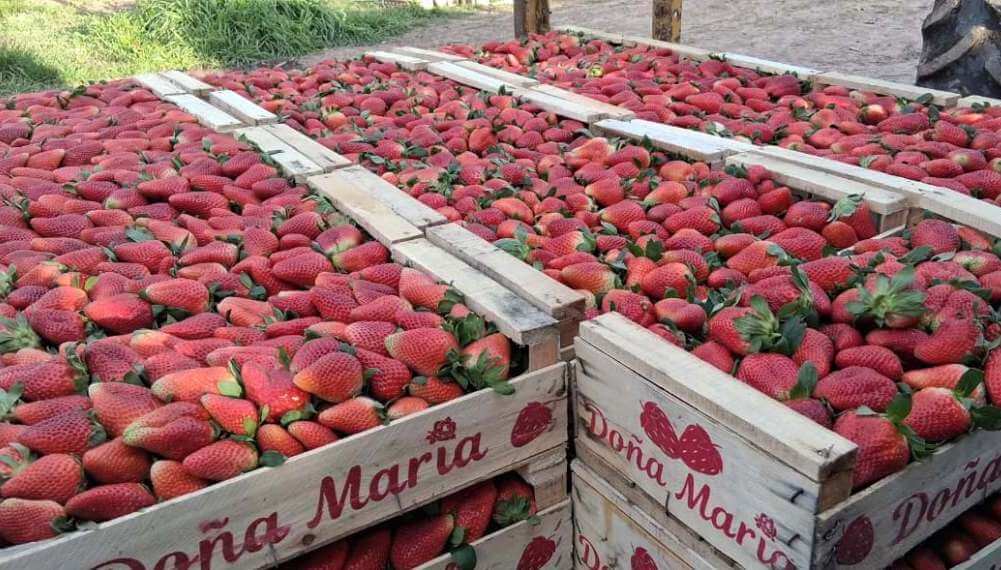 La “revolución roja” de Pablo: el joven de Pergamino que desafía los límites urbanos con frutillas premium
