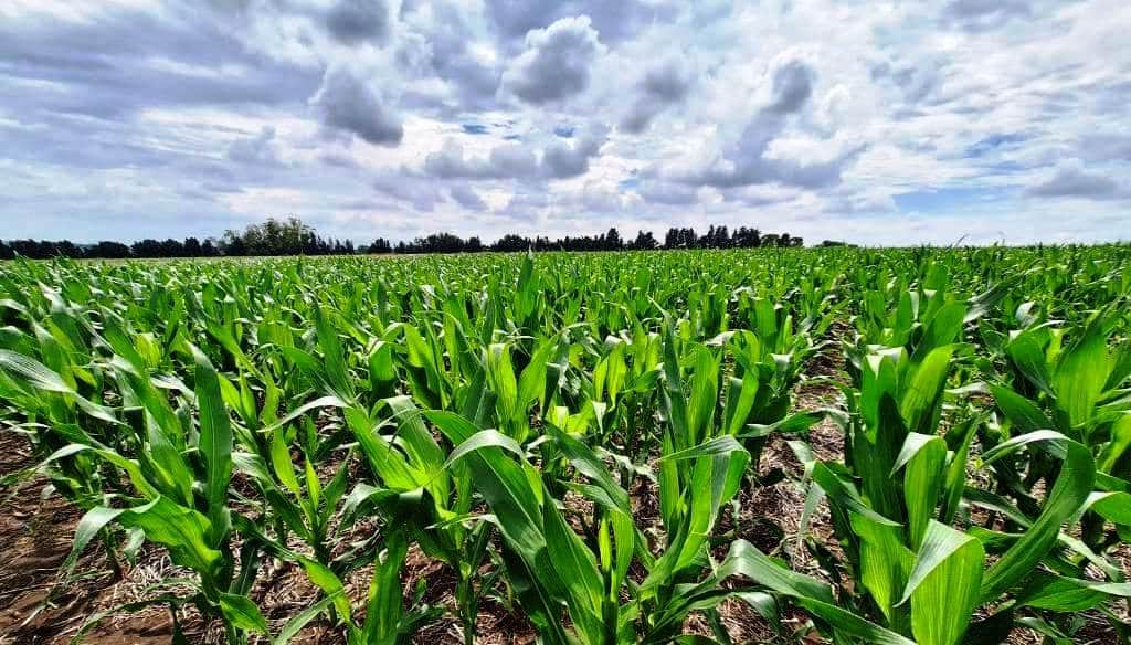La inversión para el récord: el campo “sembró” casi U$S 15.000 millones en la campaña 2025/26