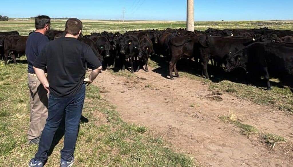 El boom ganadero activa el mercado de reproductores: suben los precios y crece la retención de vientres