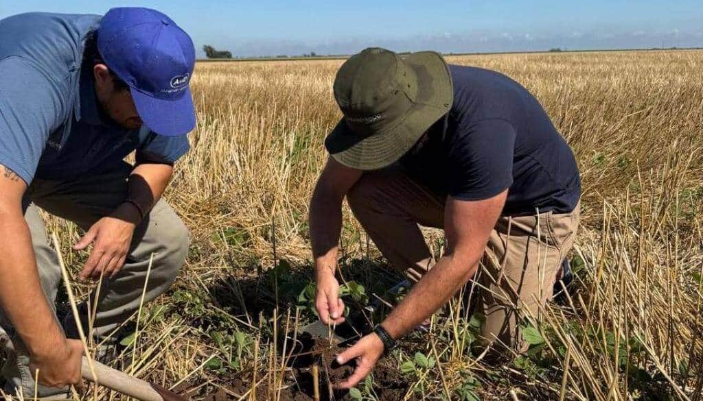 Optimismo argentino: los productores locales duplican en expectativas a los norteamericanos