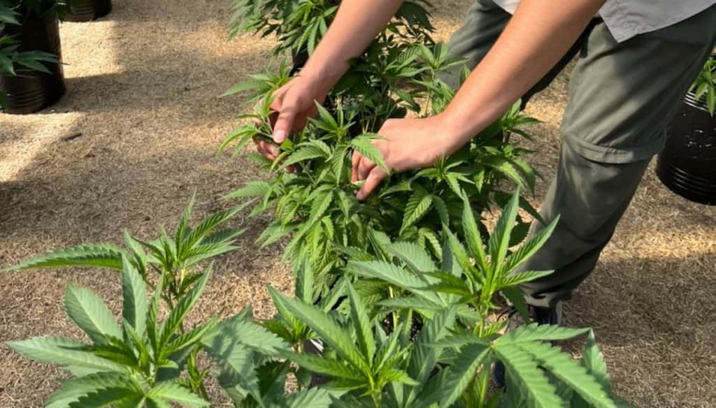 El cannabis escala al pie de los Andes: a un año de su regulación, vive una revolución productiva en Mendoza