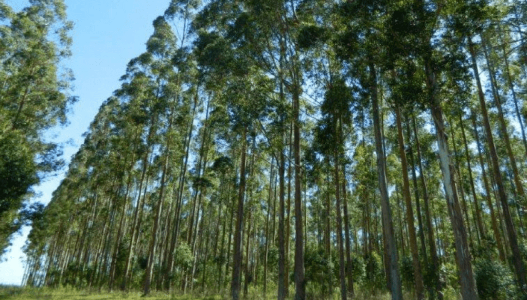 Bosques y biodiversidad: tres reservas forestales certificadas confirman que producir no es antónimo de conservar