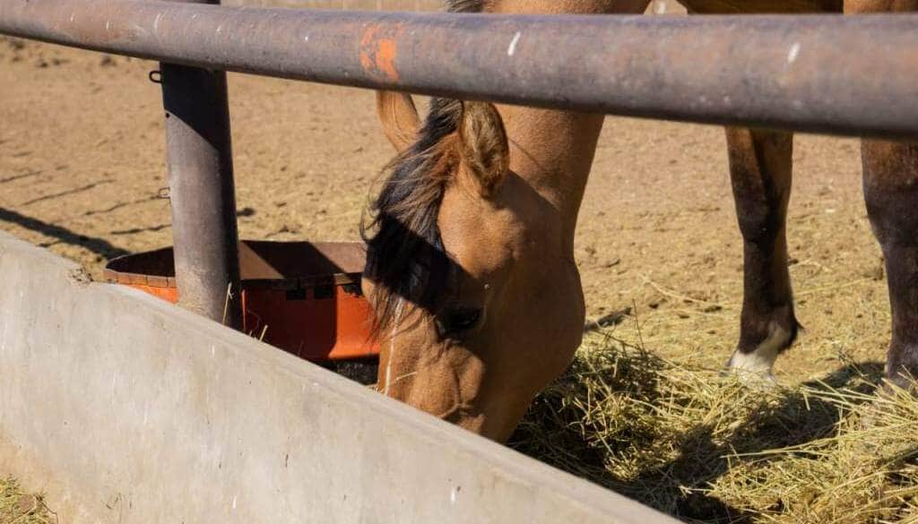 Encefalomielitis equina: Senasa reforzó sus recomendaciones ante el inicio de la primavera y el calor