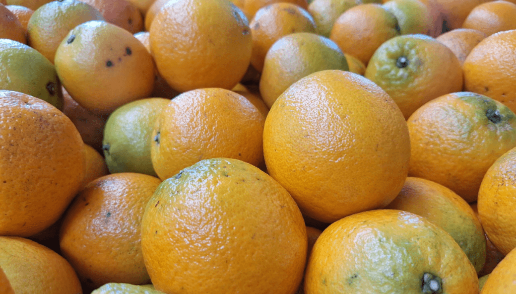 Economías regionales: las naranjas se pintaron de rojo y la industria forestal pierde brotes verdes