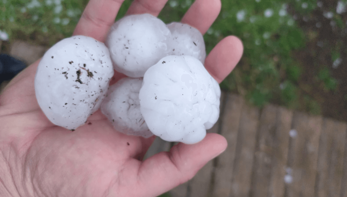 Declaran la emergencia agropecuaria por granizo en el Cinturón Verde de Córdoba