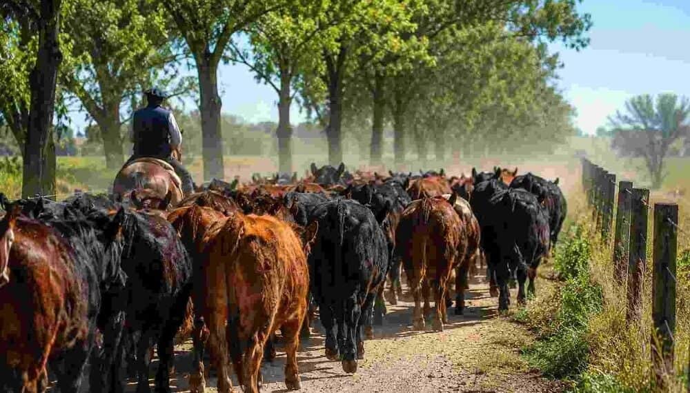 La “guerra” del campo cordobés contra las guías de hacienda: reclaman una ley provincial que las prohíba