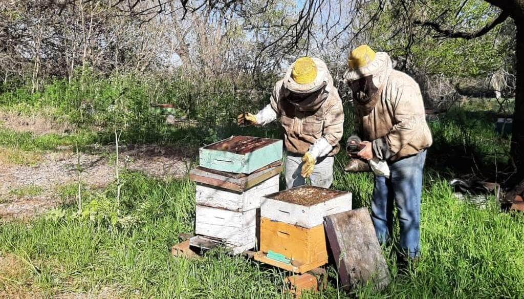 Las abejas también se preparan ante El Niño: claves para proteger las colmenas frente a lluvias abundantes