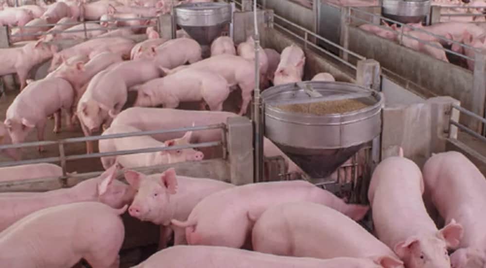 La producción porcina creció 12,4% acumulado en agosto y el consumo alcanza valores récord