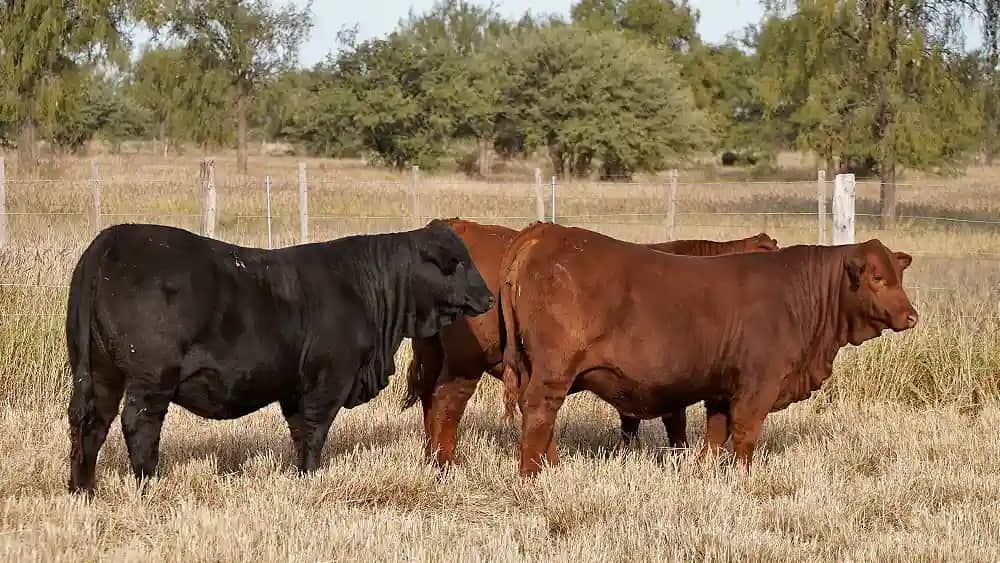 La tecnología nos ayuda a ganar kilos sin antibióticos