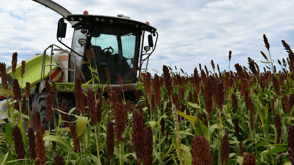 Menor oferta mundial abre una ventana para el sorgo argentino